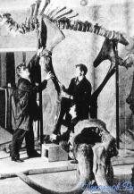 Ю. Ф. Юдичев с коллегамивосстанавливает скелет мамонта.jpg