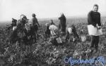 На уборке урожая в колхозе имени Калинина осенью 1967 года.jpg